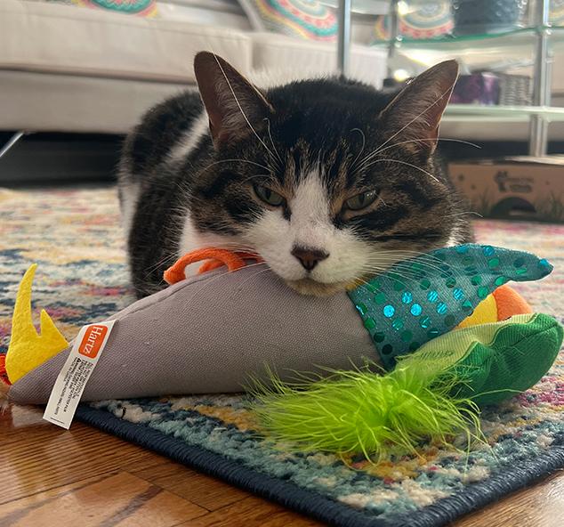 grishma-cat-catharsis-pyschotherapy-and-psychology-ottawa