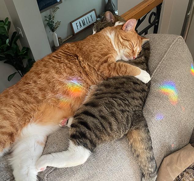 nereah-cats-catharsis-pyschotherapy-and-psychology-ottawa