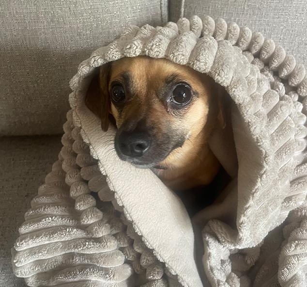 nereah-dog-catharsis-pyschotherapy-and-psychology-ottawa